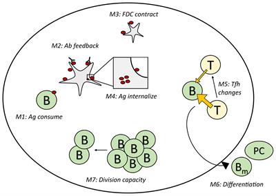 Investigating the Mechanism of Germinal Center Shutdown